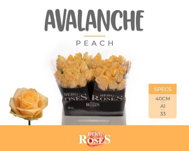 Срезанные цветы оптом Rosa large peach avalanche+ от 40шт из Голландии с доставкой по России