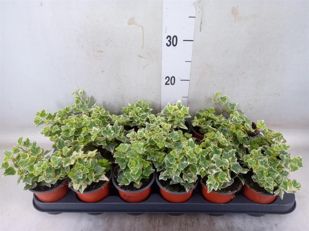 Горшечные цветы и растения оптом Hedera White Wonder от 18шт (для телеги) из Голландии с доставкой по России