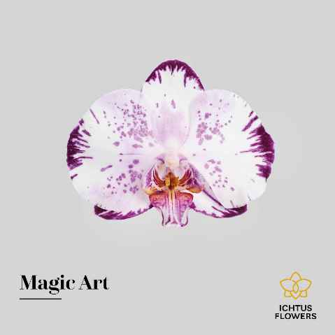Срезанные цветы оптом Phalaenopsis magic art (per flower) от 100шт из Голландии с доставкой по России
