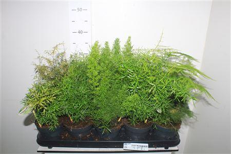 Горшечные цветы и растения оптом Aspar Gem от 10шт из Голландии с доставкой по России