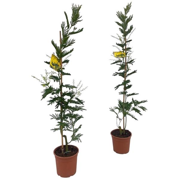 Горшечные цветы и растения оптом Mimosa Acacia Dealbata On Stick от 6шт из Голландии с доставкой по России Горшечные цветы и растения оптом Mimosa Acacia Dealbata On Stick от 6шт из Голландии с доставкой по России