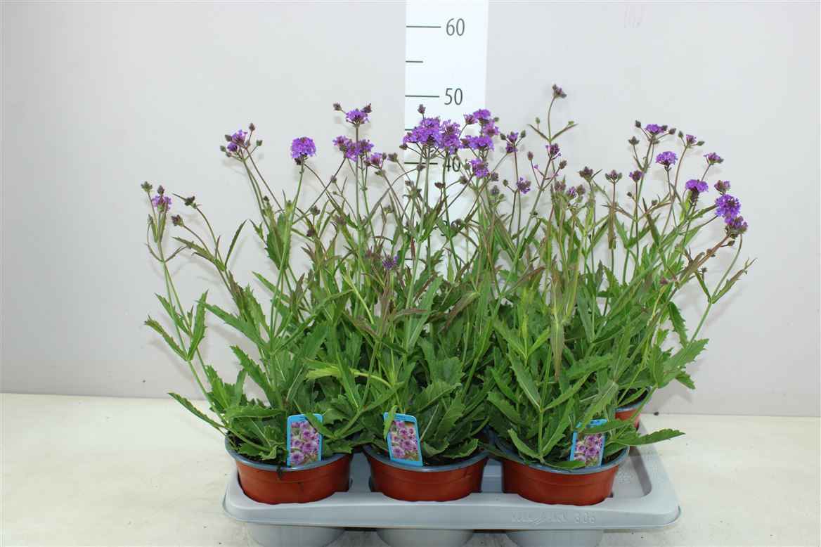 Горшечные цветы и растения оптом Verbena Rigida от 6шт из Голландии с доставкой по России