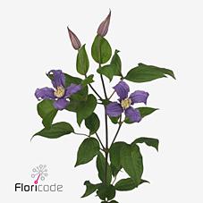 Срезанные цветы оптом Clematis amazing rome от 80шт из Голландии с доставкой по России Срезанные цветы оптом Clematis amazing rome от 80шт из Голландии с доставкой по России