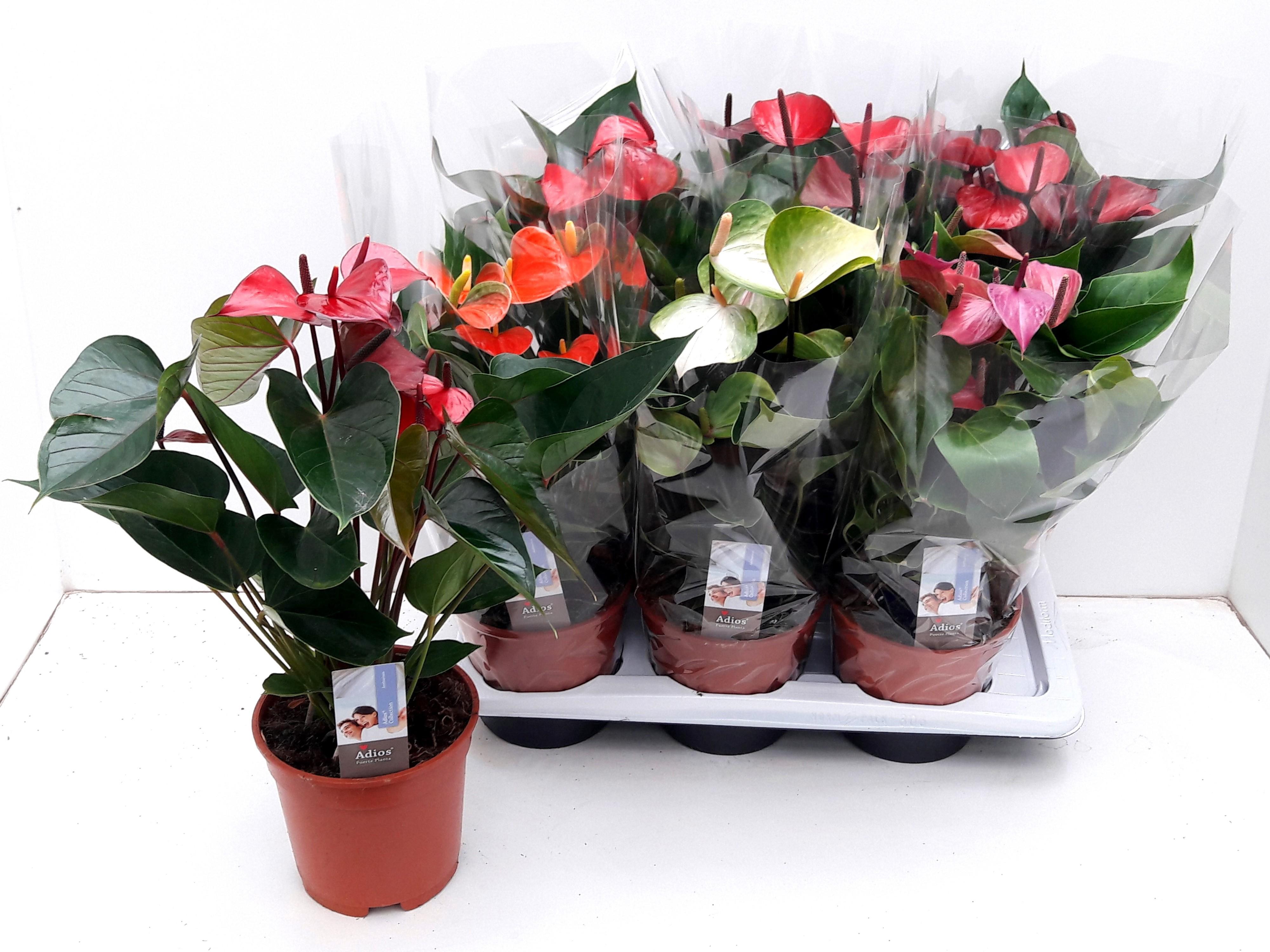 Горшечные цветы и растения оптом Anthu An Gem 4 Kl от 6шт из Голландии с доставкой по России