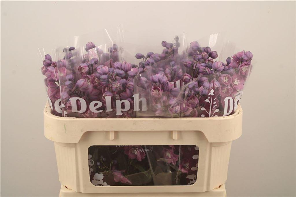 Срезанные цветы оптом Delphinium do dewi rita от 40шт из Голландии с доставкой по России