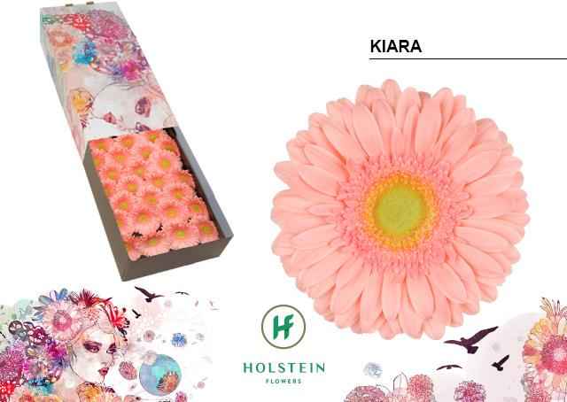 Срезанные цветы оптом Gerbera kiara от 50шт из Голландии с доставкой по России