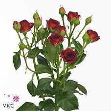 Срезанные цветы оптом Rosa sp chococcino от 24шт из Голландии с доставкой по России