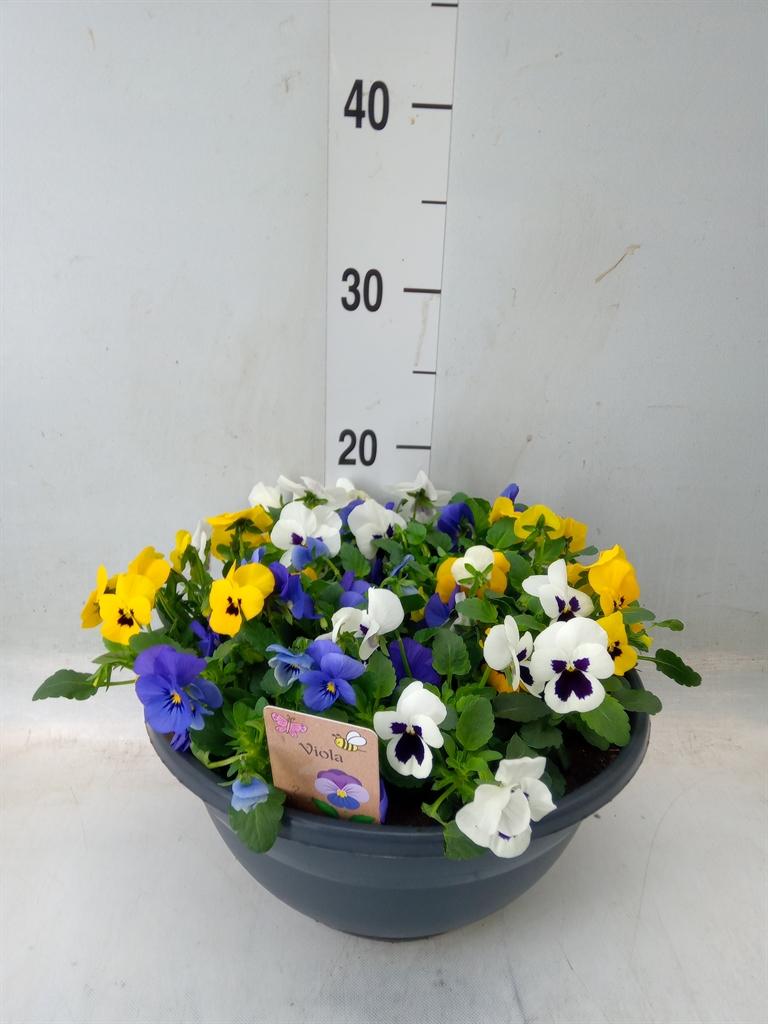 Горшечные цветы и растения оптом Viola Corn.   ... от 1шт (для телеги) из Голландии с доставкой по России