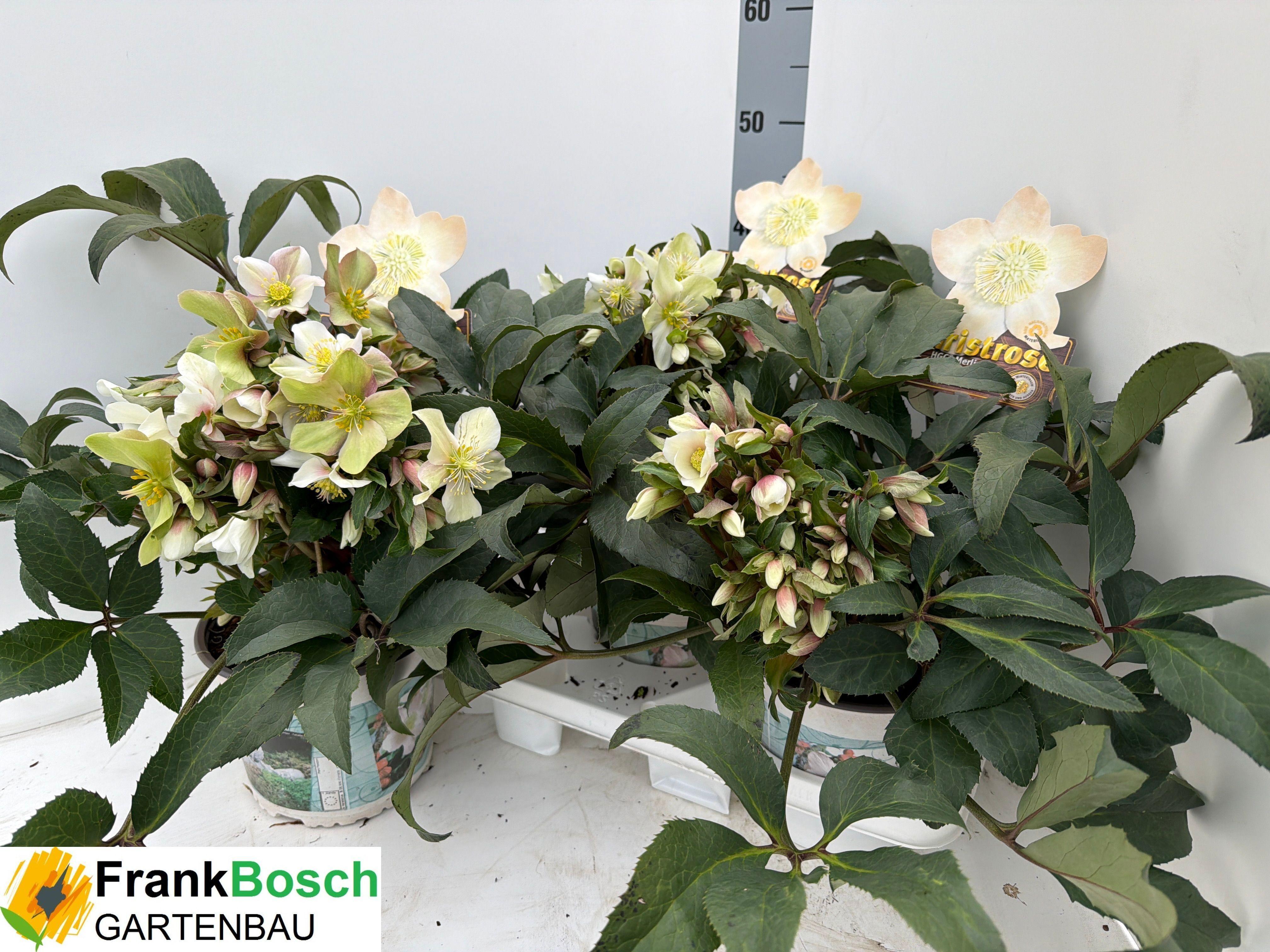 Горшечные цветы и растения оптом Hell Hgc Merlin от 3шт из Голландии с доставкой по России