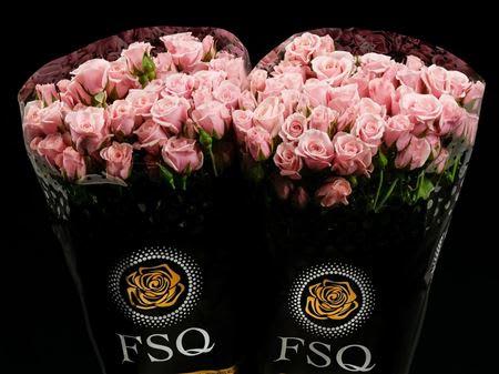 Срезанные цветы оптом Rosa spray garden pink majolica от 40шт из Голландии с доставкой по России