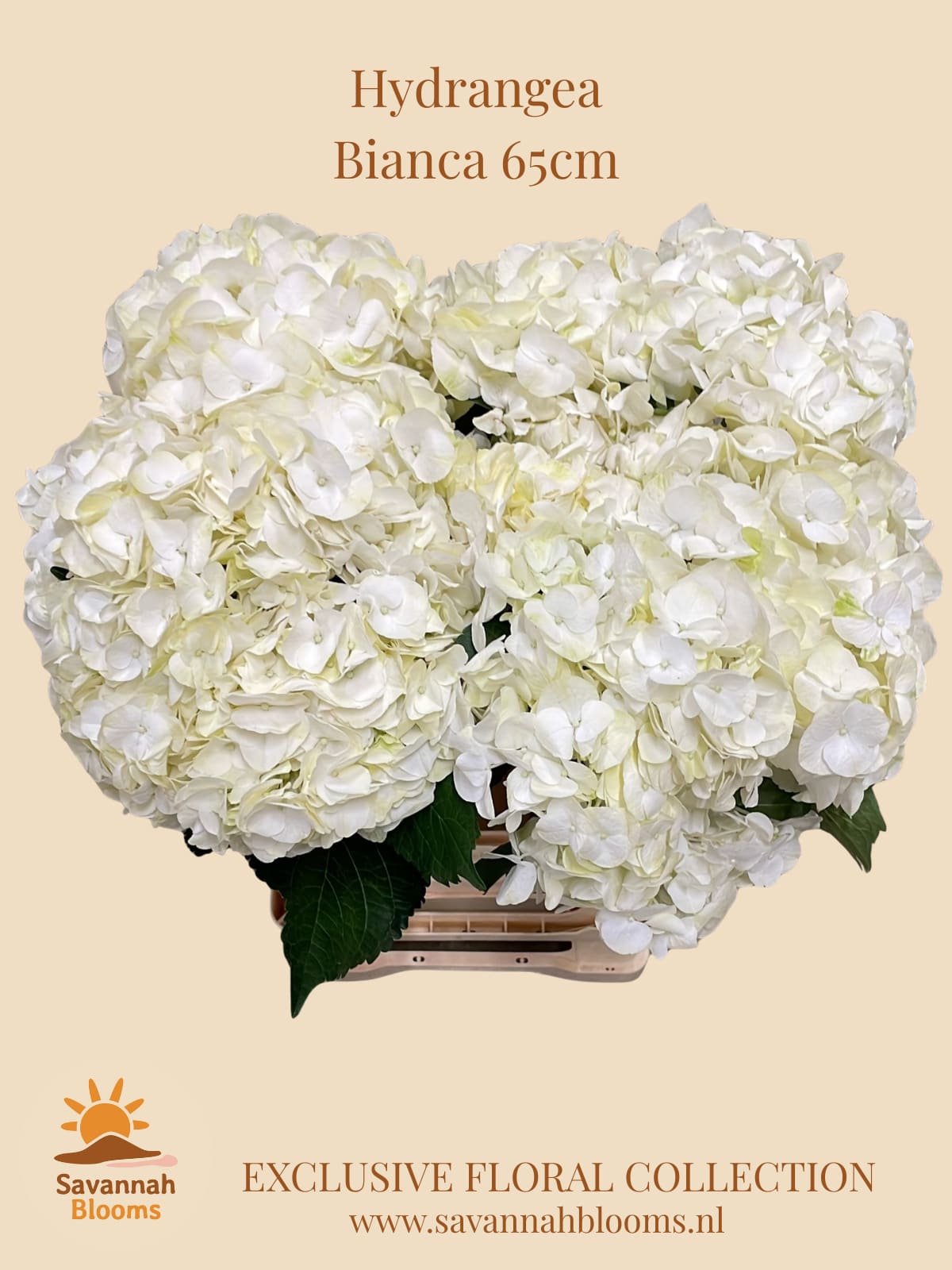 Срезанные цветы оптом Hydrangea bianca от 10шт из Голландии с доставкой по России