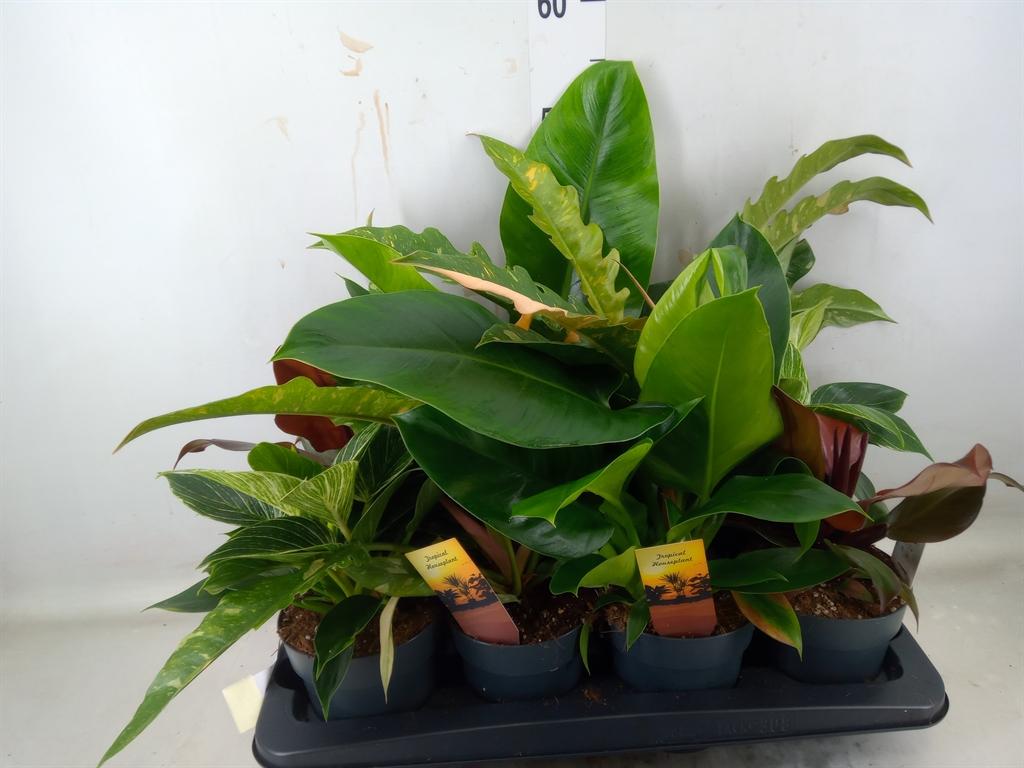 Горшечные цветы и растения оптом Philodendron   ... от 8шт из Голландии с доставкой по России