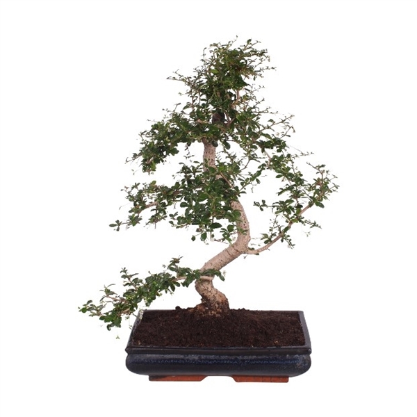 Горшечные цветы и растения оптом Bonsai Mix In Ceramic от 1шт из Голландии с доставкой по России