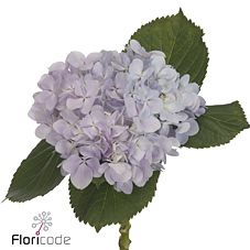 Срезанные цветы оптом Hydrangea dream purple от 10шт из Голландии с доставкой по России