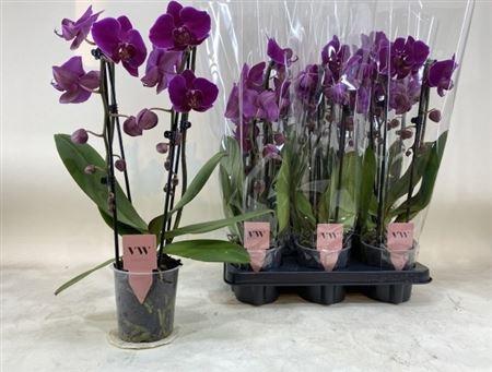 Горшечные цветы и растения оптом Phal Cascade Paars 2 Branches 16+ от 6шт из Голландии с доставкой по России