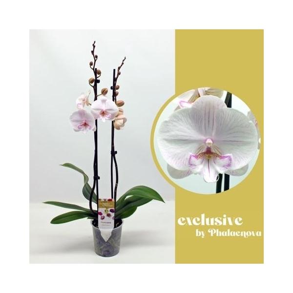 Горшечные цветы и растения оптом Phal 2st Ambon 18+ (phalaenova) от 10шт из Голландии с доставкой по России
