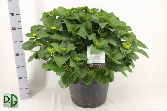 Горшечные цветы и растения оптом Hydr M Crystal Palac от 1шт из Голландии с доставкой по России