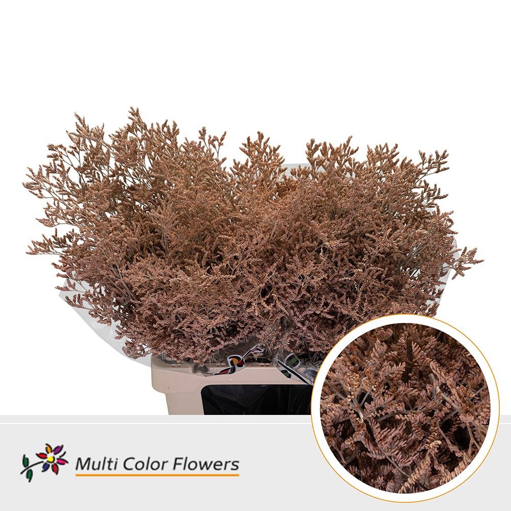 Срезанные цветы оптом Limonium paint apricot от 50шт. из Голландии с доставкой по России