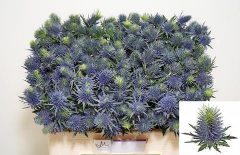 Срезанные цветы оптом Eryngium supernova от 60шт из Голландии с доставкой по России