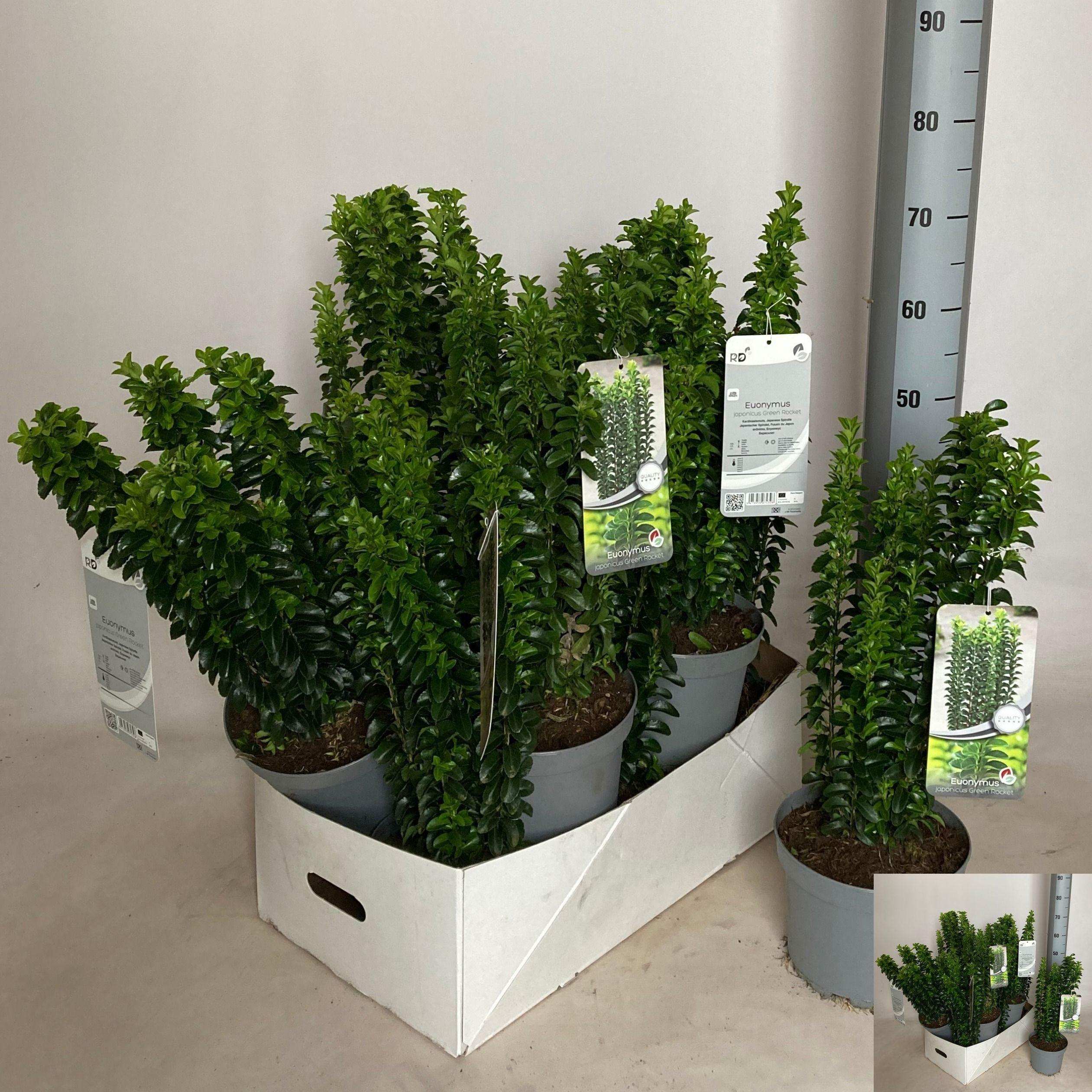 Горшечные цветы и растения оптом Euonymus Jap Gr Rock от 10шт из Голландии с доставкой по России