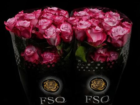 Срезанные цветы оптом Rosa ec deep purple от 20шт из Голландии с доставкой по России