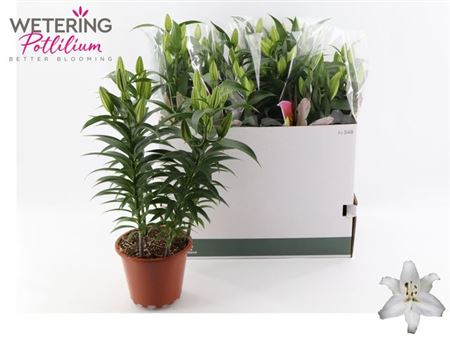 Горшечные цветы и растения оптом Lil Or Sun Bahamas 4pp * Spring Deal * от 5шт из Голландии с доставкой по России