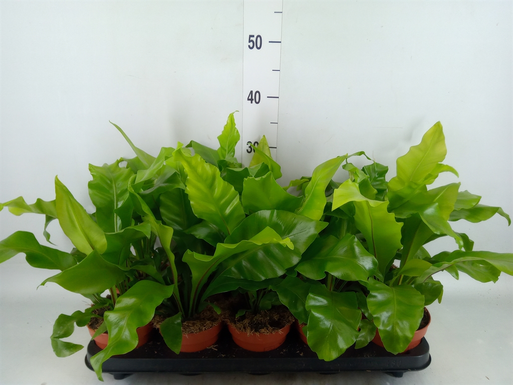 Горшечные цветы и растения оптом Asplenium Nidus от 10шт из Голландии с доставкой по России