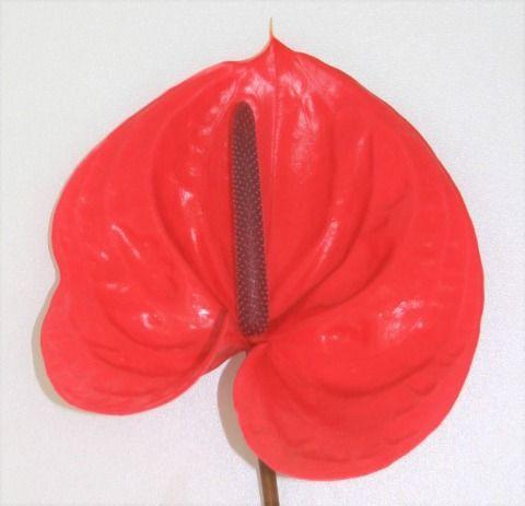 Срезанные цветы оптом Anthurium enjoy от 15шт из Голландии с доставкой по России