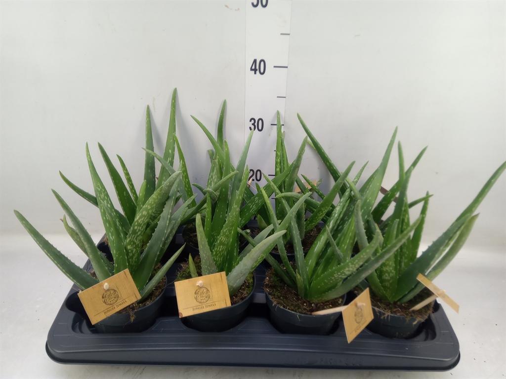 Горшечные цветы и растения оптом Aloe Vera от 8шт из Голландии с доставкой по России