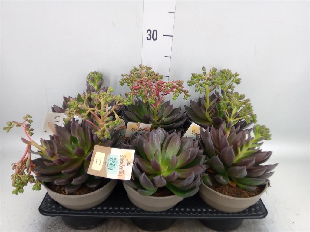 Горшечные цветы и растения оптом Echeveria   ... от 6шт из Голландии с доставкой по России