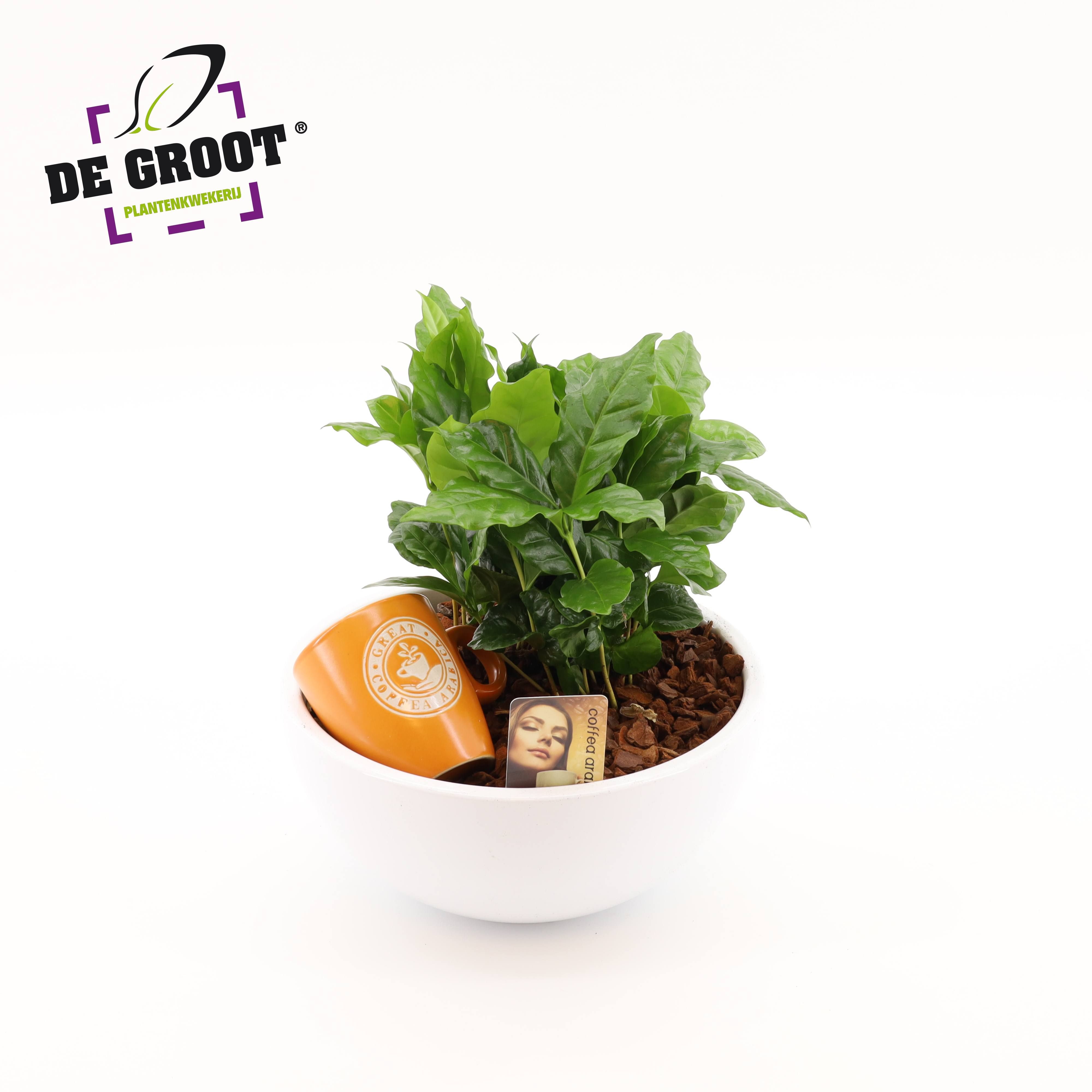Горшечные цветы и растения оптом Coffea In Bowl от 2шт из Голландии с доставкой по России
