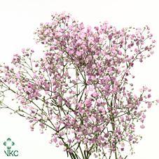 Срезанные цветы оптом Gyps my pink от 50шт из Голландии с доставкой по России