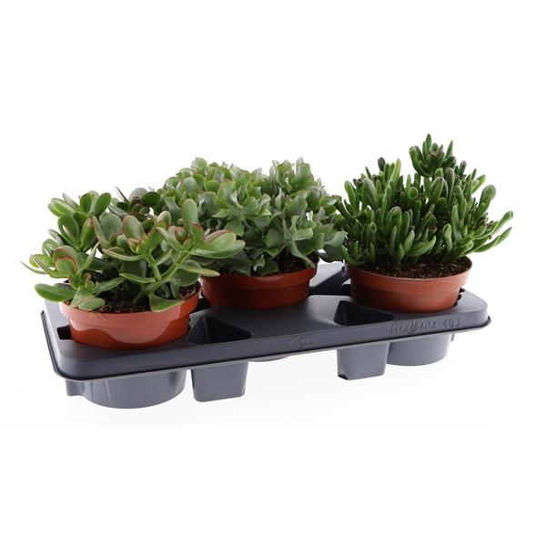 Горшечные цветы и растения оптом Crassula Mix от 3шт из Голландии с доставкой по России