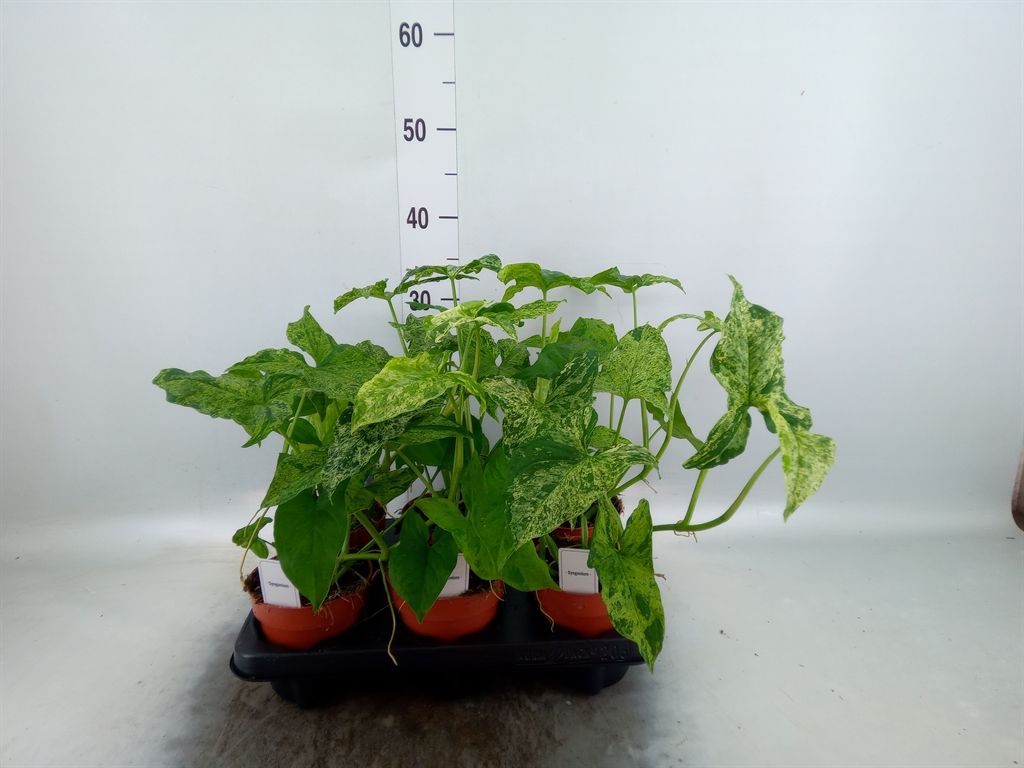 Горшечные цветы и растения оптом Syngonium   ... от 6шт из Голландии с доставкой по России