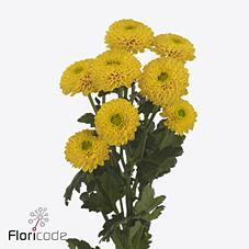 Срезанные цветы оптом Chrys sp bonus от 80шт из Голландии с доставкой по России