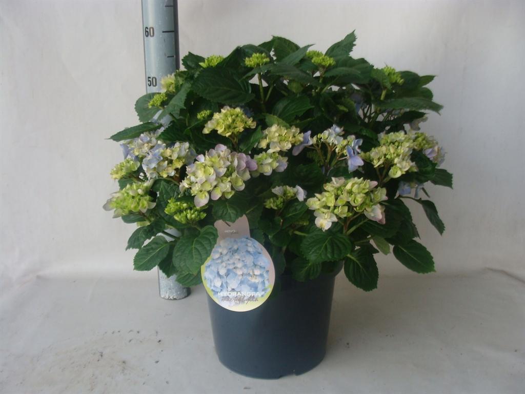 Горшечные цветы и растения оптом Hydrangea Mac.   ... от 1шт из Голландии с доставкой по России