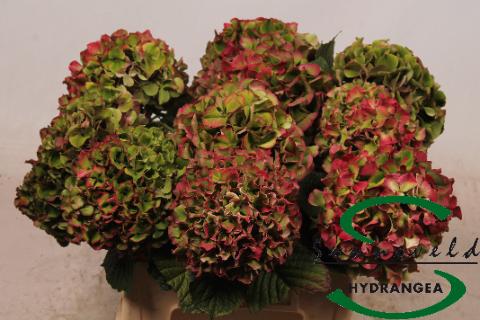 Срезанные цветы оптом Hydrangea glowing alps classic A от 10шт из Голландии с доставкой по России