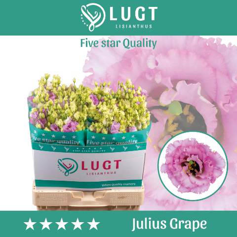 Срезанные цветы оптом Lisianthus do julius grape от 50шт из Голландии с доставкой по России