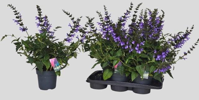 Горшечные цветы и растения оптом Salvia Lake Como от 6шт из Голландии с доставкой по России