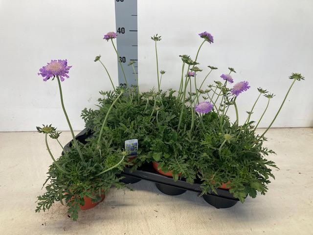 Горшечные цветы и растения оптом Scab Co Butterfly Bl от 7шт из Голландии с доставкой по России