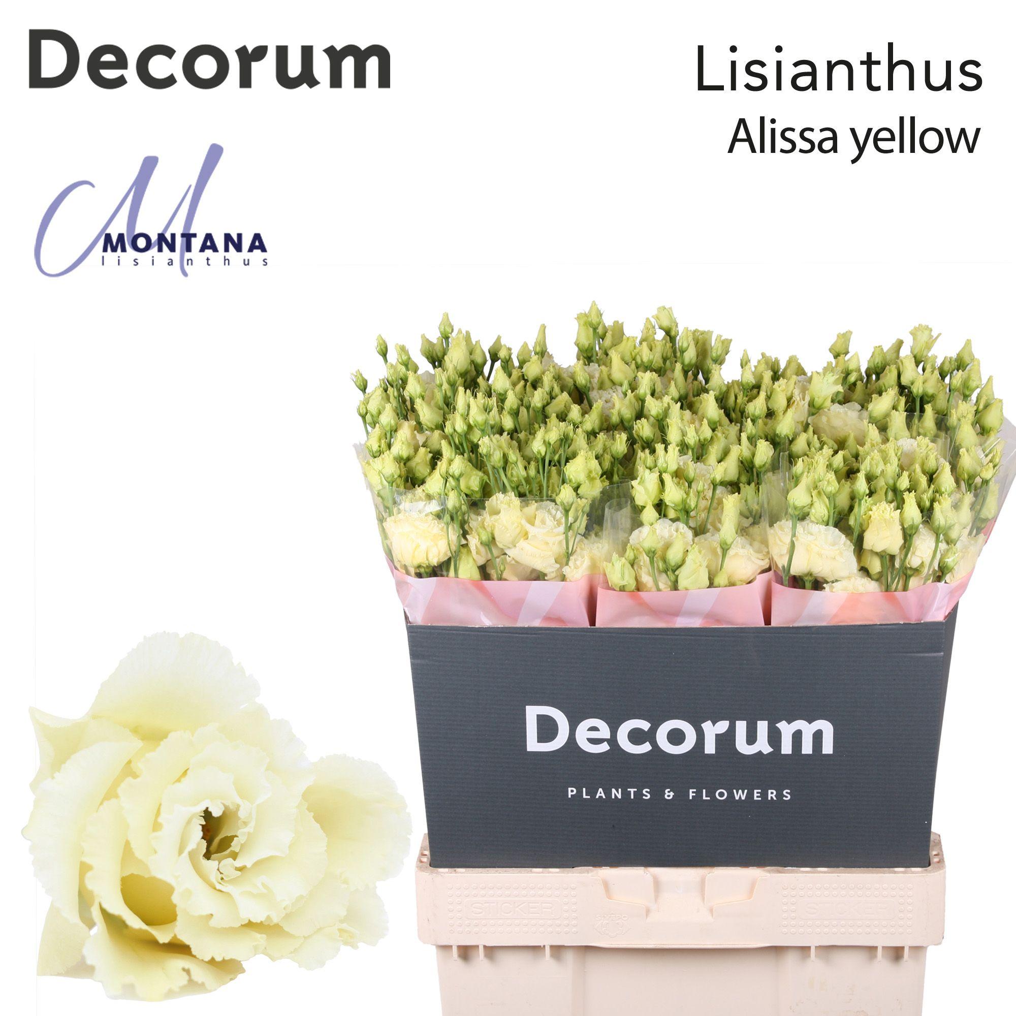 Срезанные цветы оптом Lisianthus do alissa yellow от 60шт из Голландии с доставкой по России