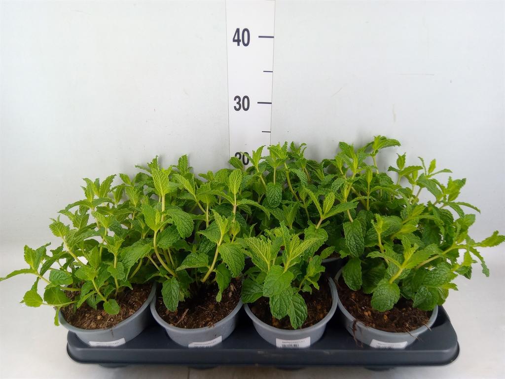 Горшечные цветы и растения оптом Mentha Piperita от 8шт из Голландии с доставкой по России