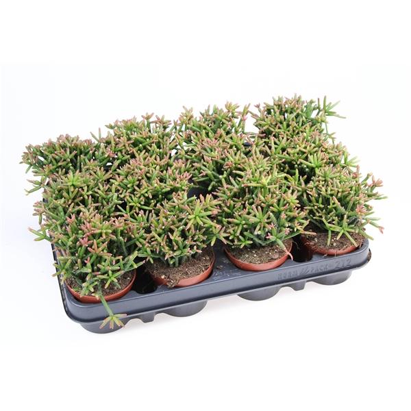 Горшечные цветы и растения оптом Rhipsalis Burchellii от 12шт (для телеги) из Голландии с доставкой по России