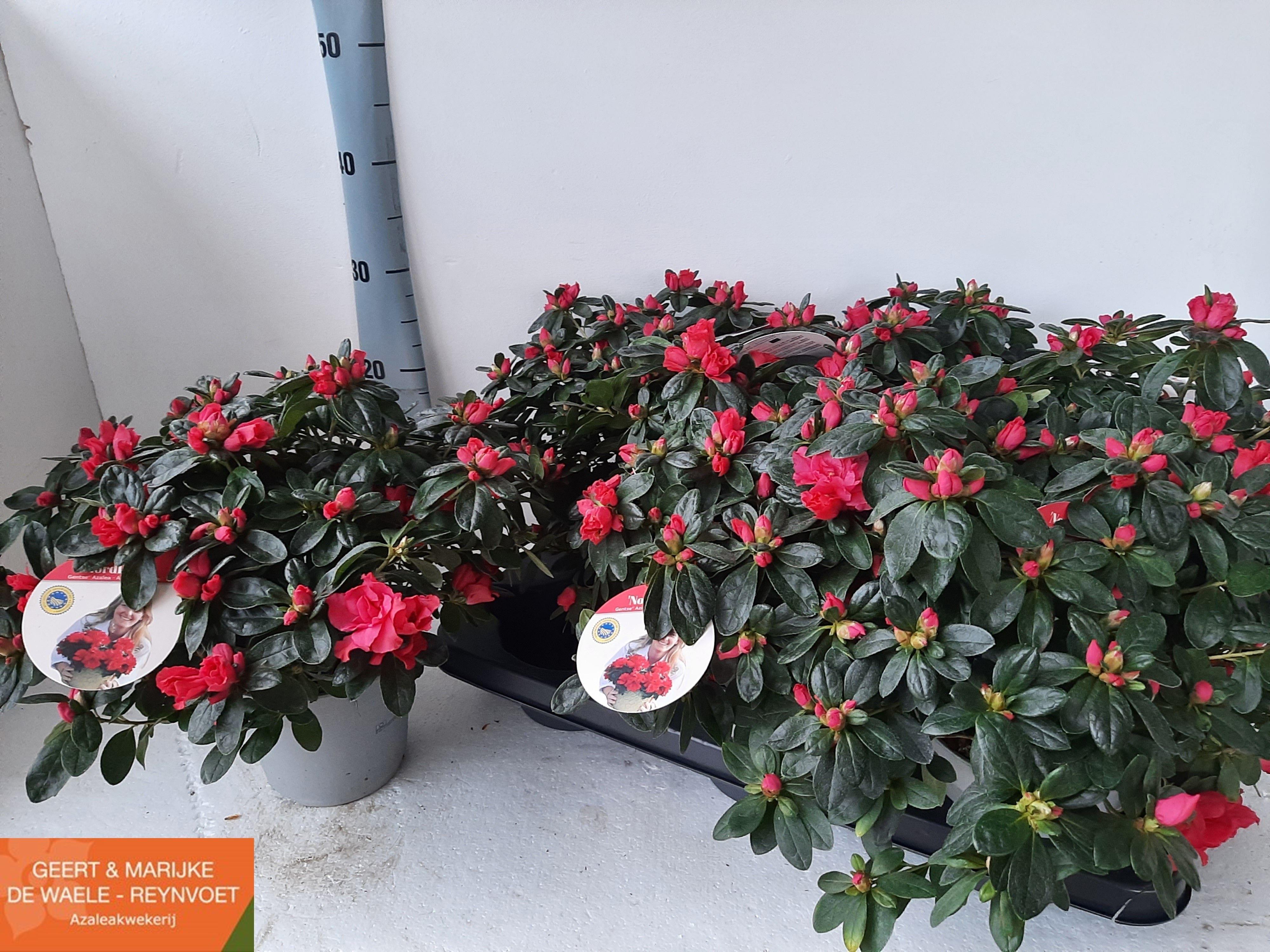 Горшечные цветы и растения оптом Rhodo Si Nordl Vogel от 6шт из Голландии с доставкой по России