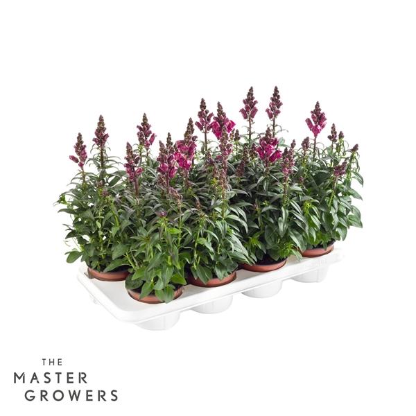 Горшечные цветы и растения оптом Antirrhinum Majus Red от 8шт из Голландии с доставкой по России