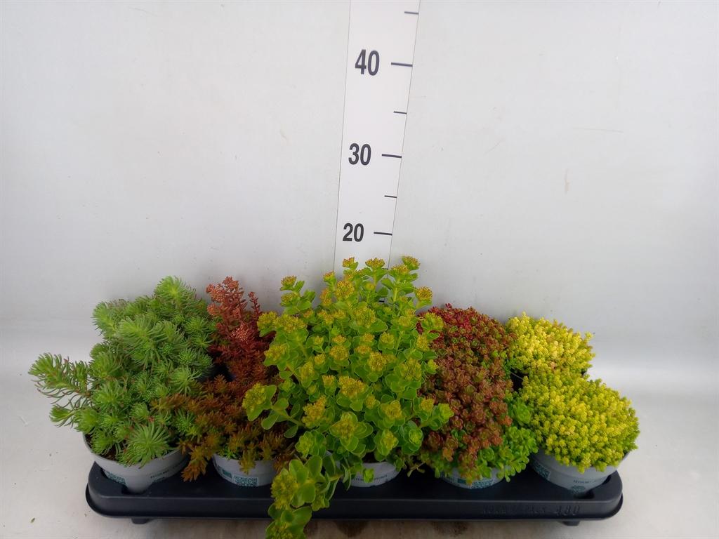 Горшечные цветы и растения оптом Sedum   ... от 10шт из Голландии с доставкой по России