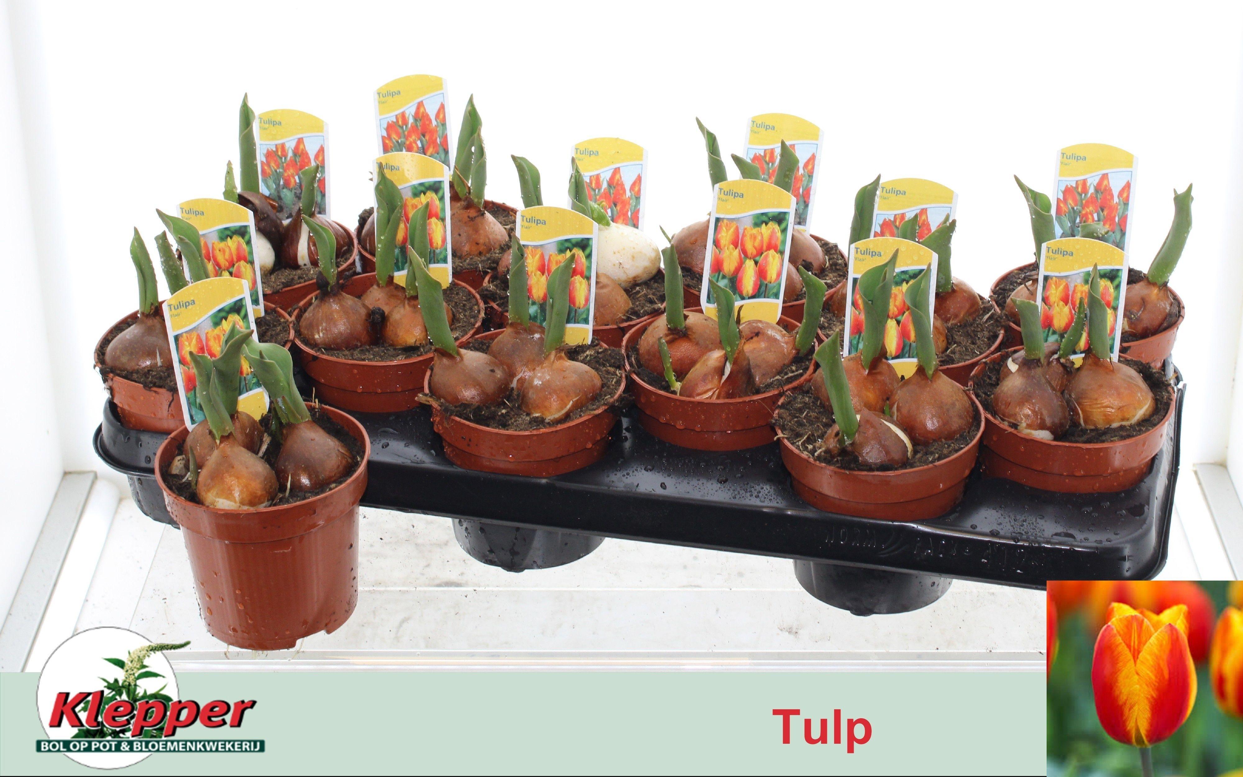 Горшечные цветы и растения оптом Tul Flair от 12шт из Голландии с доставкой по России