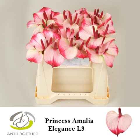 Срезанные цветы оптом Anthurium love pr amalia elegance от 60шт из Голландии с доставкой по России