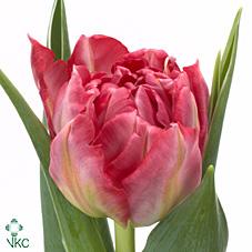 Срезанные цветы оптом Tulipa do flash point от 50шт из Голландии с доставкой по России