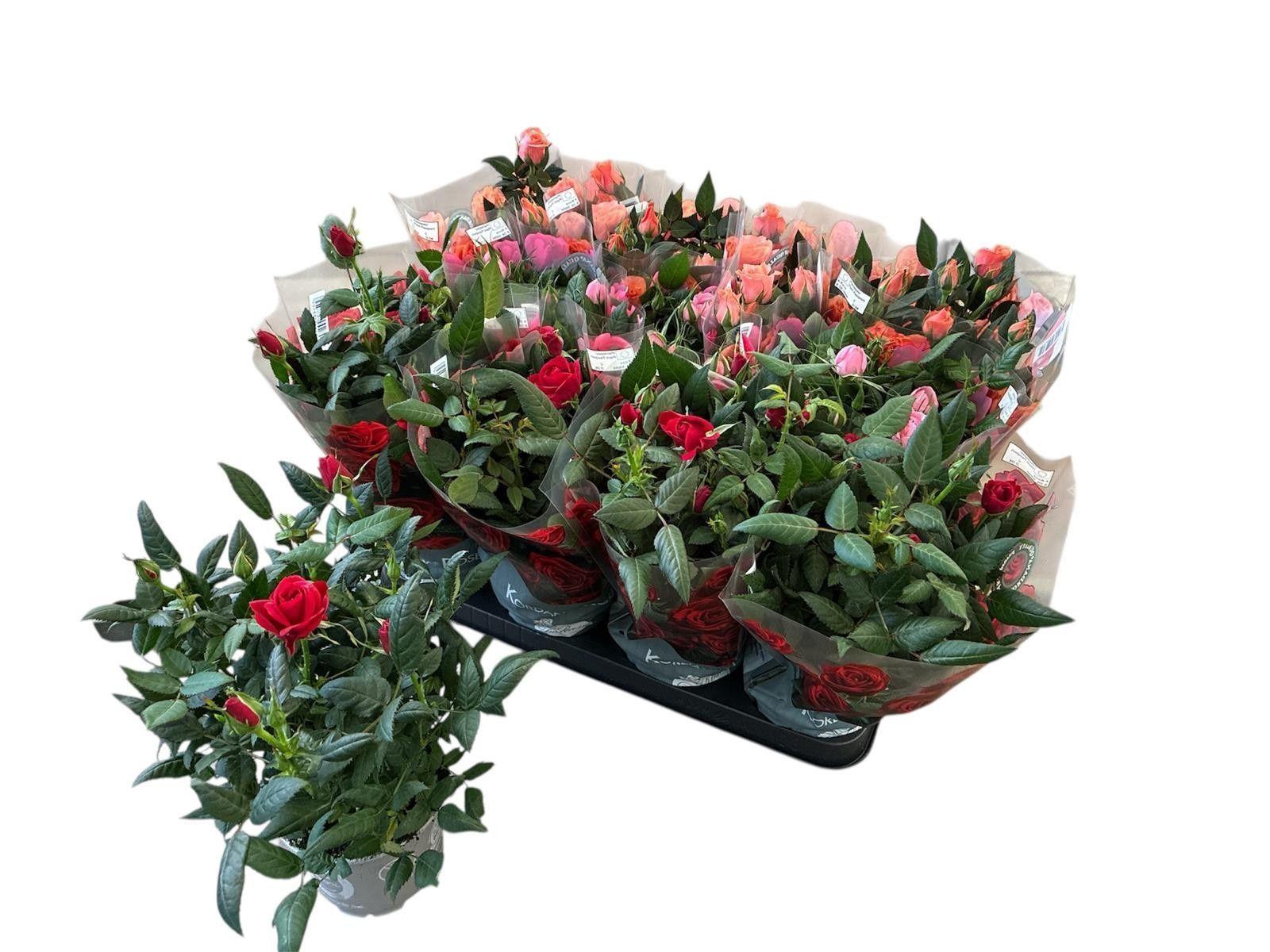 Горшечные цветы и растения оптом Ro Kordana Gem 3 Srt от 11шт из Голландии с доставкой по России